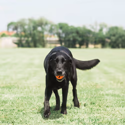 Chuckit! 31932 giocattolo per cani e gatti - Vista aggiuntiva 6