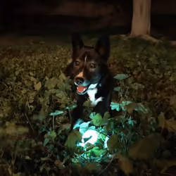 Chuckit! 32313 giocattolo per cani e gatti - Vista aggiuntiva 4