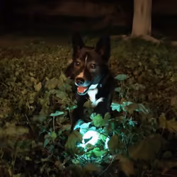 Chuckit! 32314 giocattolo per cani e gatti - Vista aggiuntiva 4