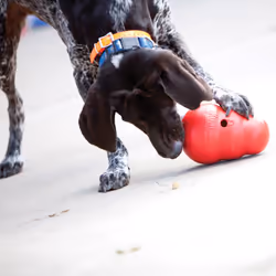 KONG 99754 giocattolo per cani e gatti