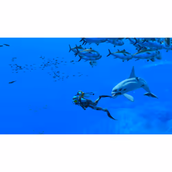 Nintendo Endless Ocean Luminous + 7 giorni di NSO - Vista aggiuntiva 4
