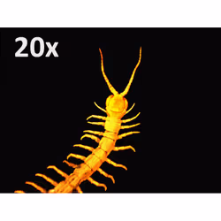 Celestron HandHeld PRO 200x Microscopio digitale - Vista aggiuntiva 6