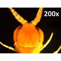 Celestron HandHeld PRO 200x Microscopio digitale - Vista aggiuntiva 7