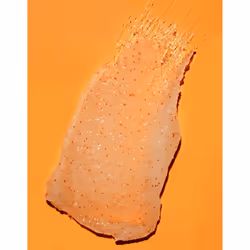 Tree Hut Tropical Mango Gommage corporel 510 g - Vista aggiuntiva 6