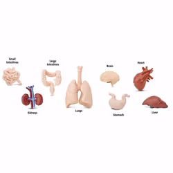Safari Ltd Human Organs TOOB