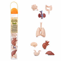 Safari Ltd Human Organs TOOB