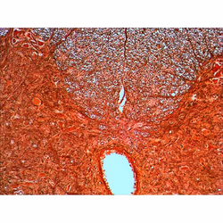 Levenhuk N20 NG Vetro Vetrino per microscopio - Vista aggiuntiva 4