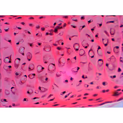 Levenhuk N20 NG Vetro Vetrino per microscopio - Vista aggiuntiva 5