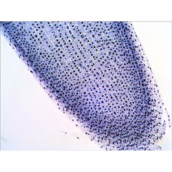 Levenhuk N20 NG Vetro Vetrino per microscopio - Vista aggiuntiva 7