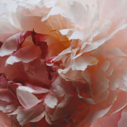 Jo Malone Peony & Blush Suede Cologne acqua di colonia 100 ml Donna - Vista aggiuntiva 2