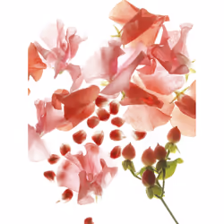 BVLGARI Omnia Coral Eau De Toilette 65ml - Vista aggiuntiva 3