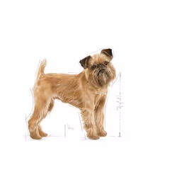 Royal Canin Mini Dental Care 1 kg Adulto Mais, Trinciapollo, Riso, Vegetale