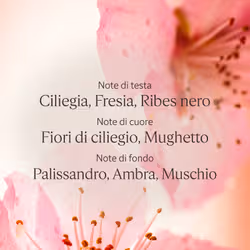 L'Occitane Fleurs de Cerisier 250ml - Vista aggiuntiva 4