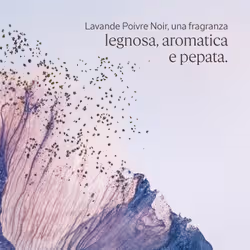 L'Occitane Lavande Poivre Noir (Formerly L'Occitan) Roll-On Deodorant Donna Deodorante roll-on 50 ml 1 pz - Vista aggiuntiva 2