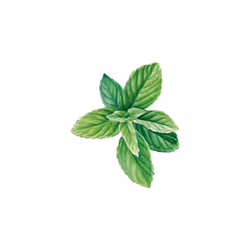 Weleda Deodorante Stick Solido Eucalipto Menta Piperita 50gr