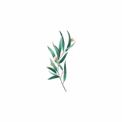 Weleda Deodorante Stick Solido Eucalipto Menta Piperita 50gr