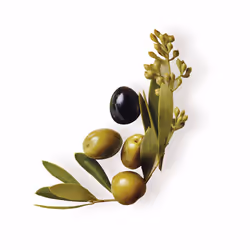 Rimedi Originali shampoo all’oliva mitica