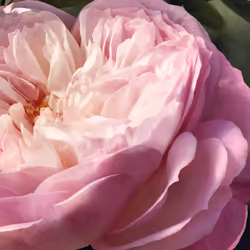 Chloé Rose Naturelle Eau De Parfum 50ml - Vista aggiuntiva 5