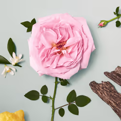 Chloé Rose Naturelle Eau De Parfum 50ml - Vista aggiuntiva 8