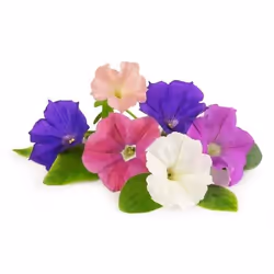Véritable 3760262511412 ricarica e kit di crescita Petunia
