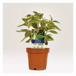 Avery T3005-10 accessorio per vaso Etichetta per pianta - Vista aggiuntiva 3