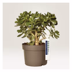 Avery T3008-10 etichetta non adesiva 60 pz Bianco Rettangolo