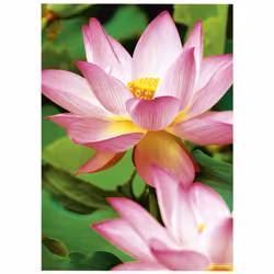 Avery Premium Inkjet, A4, 300g Bianco Molto lucida