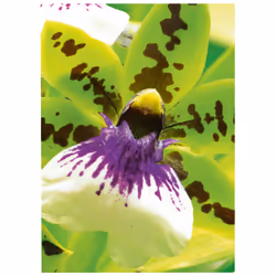 Avery Premium Inkjet A4 250g Bianco Satinata opaca