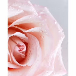 NIVEA Rosa & Argan 500 ml Crema (colore) Donna - Vista aggiuntiva 5
