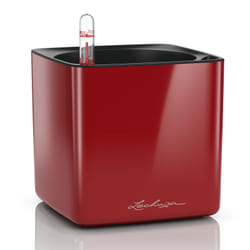 LECHUZA CUBE Interno Vaso a cubo Libera installazione Polipropilene (PP) Rosso