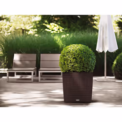 LECHUZA CUBE Cottage 50 All-in-One Set Interno/esterno Vaso a cubo Libera installazione Polipropilene (PP) Bianco - Vista aggiuntiva 4