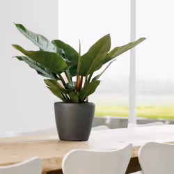 LECHUZA Classico LS 21 Interno Vaso a cubo Libera installazione Polipropilene (PP) Nero - Vista aggiuntiva 6
