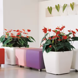 LECHUZA QUADRO LS 50 Interno Vaso a cubo Libera installazione Plastica Antracite - Vista aggiuntiva 5