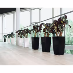 LECHUZA CUBICO 40 All-in-One Set Interno Vaso a cubo Libera installazione Polipropilene (PP) Bianco - Vista aggiuntiva 7
