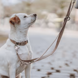 Hunter Inari 2 m Beige Cotone Cane Guinzaglio educativo