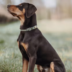 Hunter Inari Alu-Strong Verde Poliestere XL Cane Collare standard - Vista aggiuntiva 4
