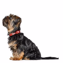 Hunter 69900 collare per cani e gatti Rosso, Bianco Pelle XS Cane Collare standard - Vista aggiuntiva 6