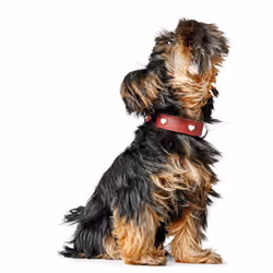 Hunter 069903 Rosso, Bianco Pelle S-M Cane Collare standard - Vista aggiuntiva 7