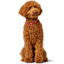 Hunter 069903 Rosso, Bianco Pelle S-M Cane Collare standard - Vista aggiuntiva 8