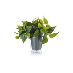 Plant Solo Pianta Finta Di Sostituzione