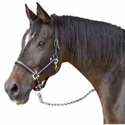 Kerbl Mustang Horse Head. Questo prodotto è una testa di alta qualità con un modello sottile che ha musei regolabili e terace ...