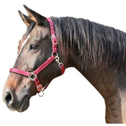 Kerbl Cabazada Horse Mustang, nylon, doppia regolazione, rosso, taglia 3