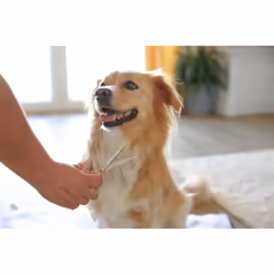 Kerbl MagicBrush Sabbia Cane Spazzolatore per cani - Vista aggiuntiva 5
