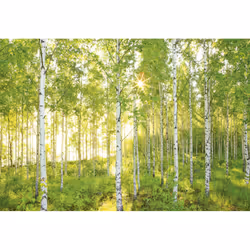 Trenddeko KO8-519, Carta, Multicolore, Immagine, Rettangolo, 3680 mm, 2540 mm