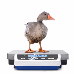 KERN & SOHN Plattformwaage LCD 60 kg Acciaio inox - Vista aggiuntiva 4