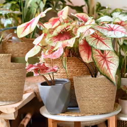 Relaxdays 10048141 vaso da fiori 1 pz