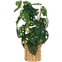 Pianta artificiale in vaso Monstera Pianta per uso interno Decorazione in plastica 53 cm Monstera Adansonii