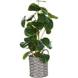Beliani - Pianta artificiale in vaso Pilea Pancake Plant Decorazione in plastica per uso interno 55 cm Kibeti