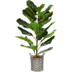Beliani - Pianta artificiale in vaso albero di fico 72 cm Fiddle Leaf Tree