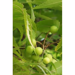 Khadi Ayurvedic Hair Oil neem Harmony Olio per capelli 50 ml Donna - Vista aggiuntiva 4